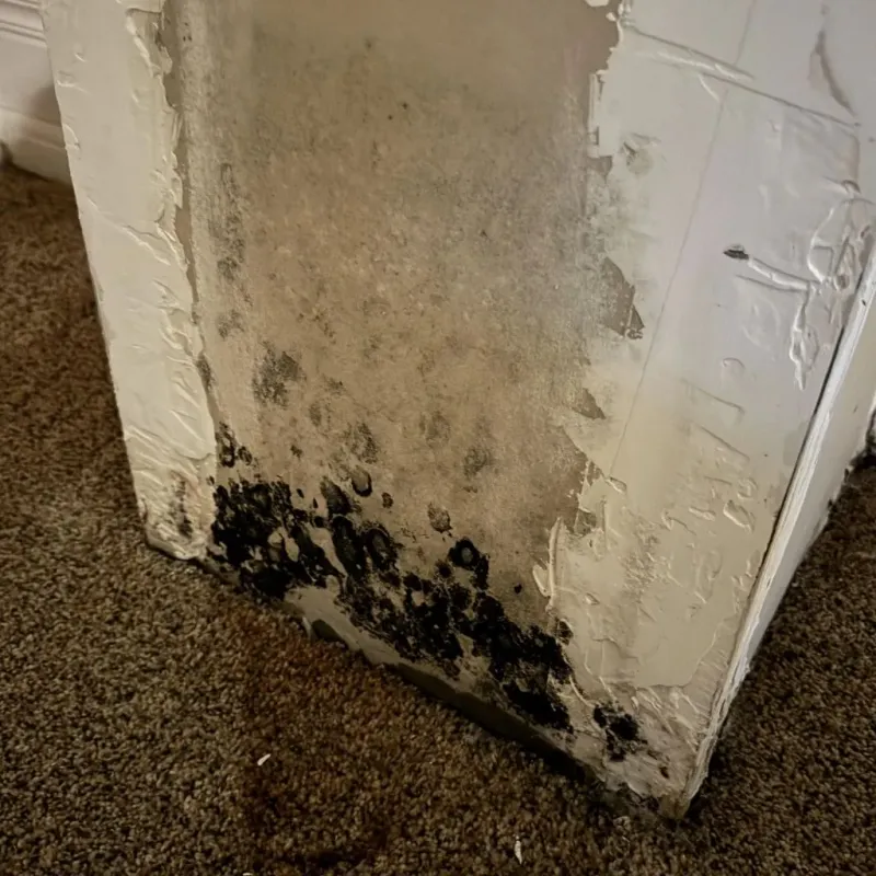 Professional Mold Removal in Elon, NC
